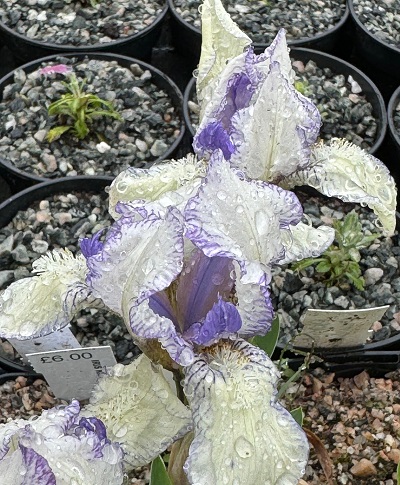 Iris 'Dunlin'